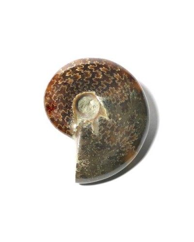 Ammonite (Cleoniceras), semi-polished
